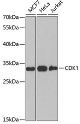 Cell Cycle ELISA Kits